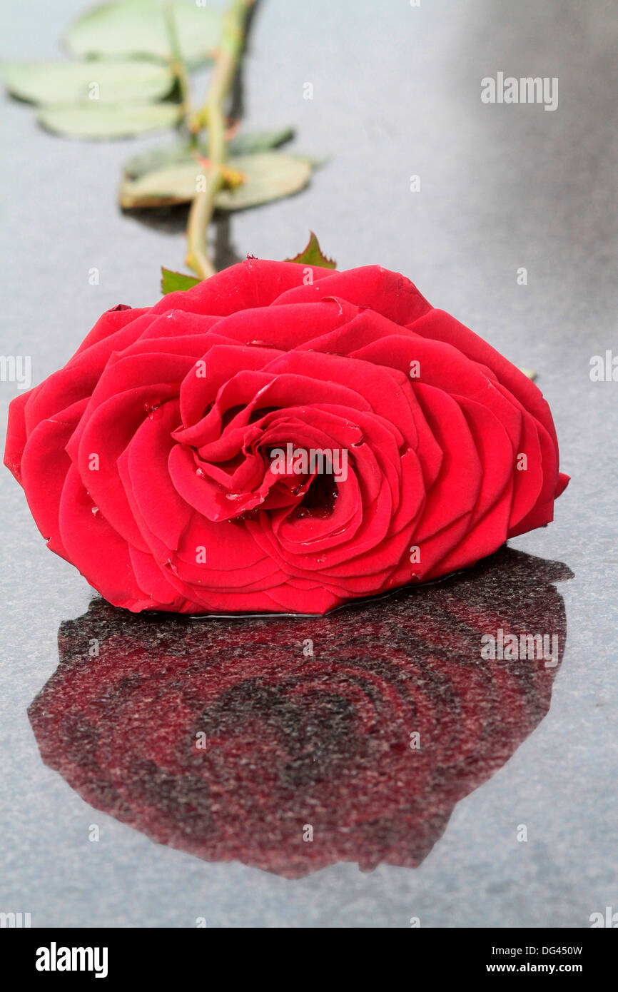 Sombra de una rosa roja colocada en una lápida, Pere Lachaise, en París, Francia, Europa Foto de stock