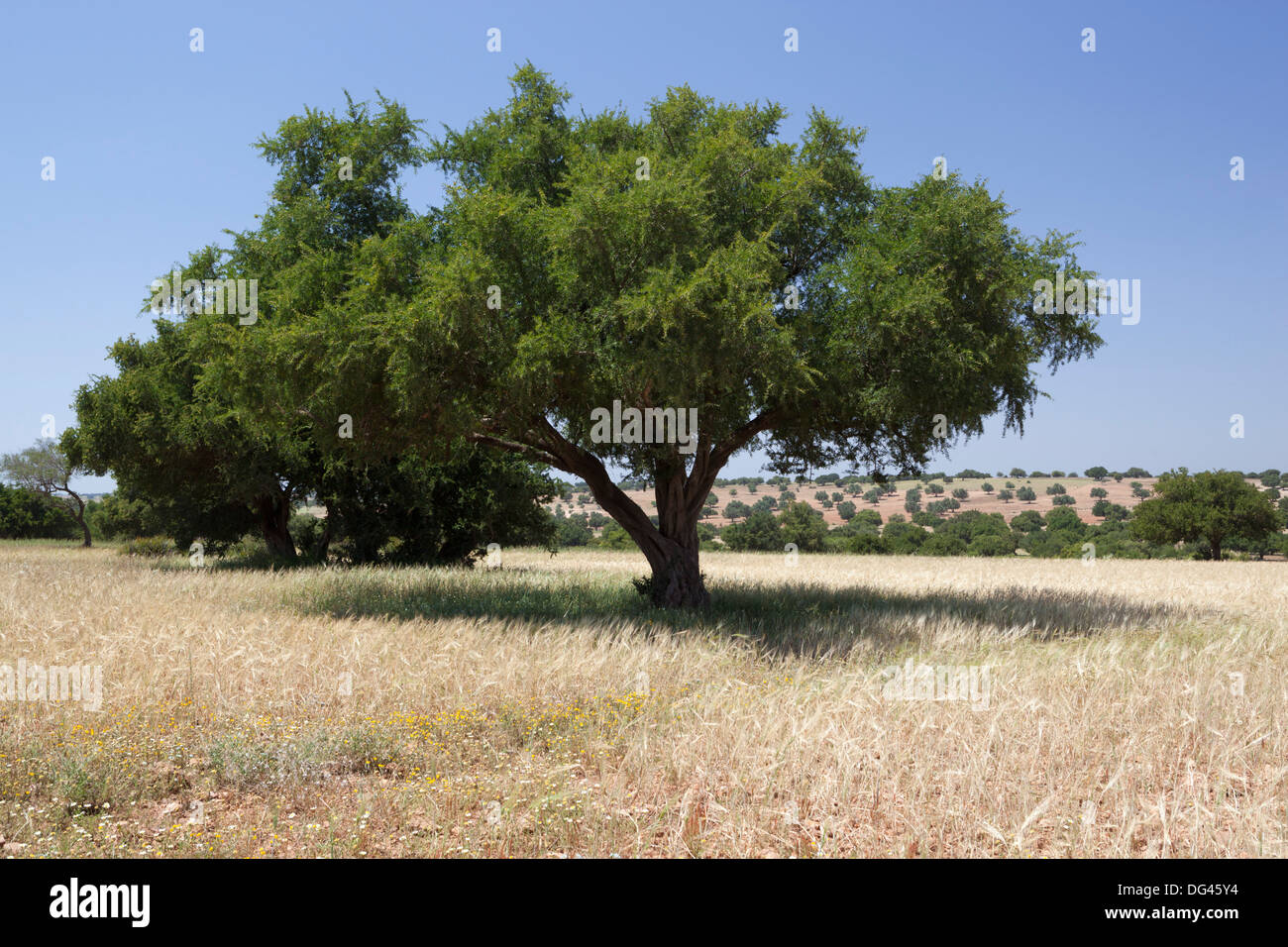 Árboles de argán, cerca de Essaouira, Marruecos, África del Norte, África Foto de stock