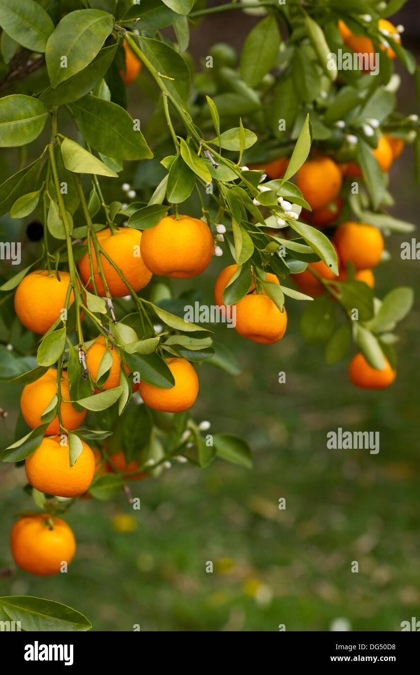 Citrus Mandurensis Foto de stock