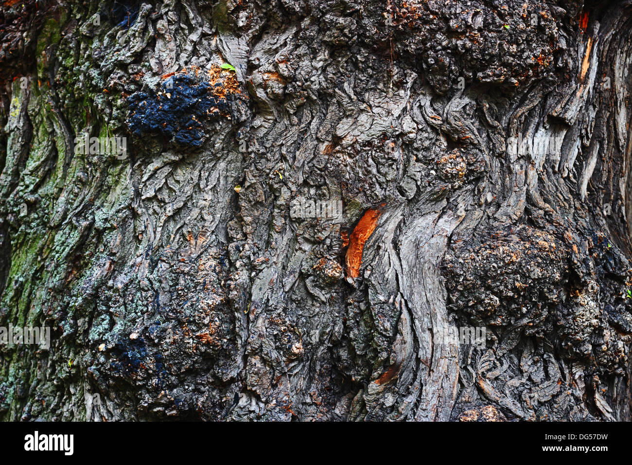 Tronco de árbol viejo Foto de stock