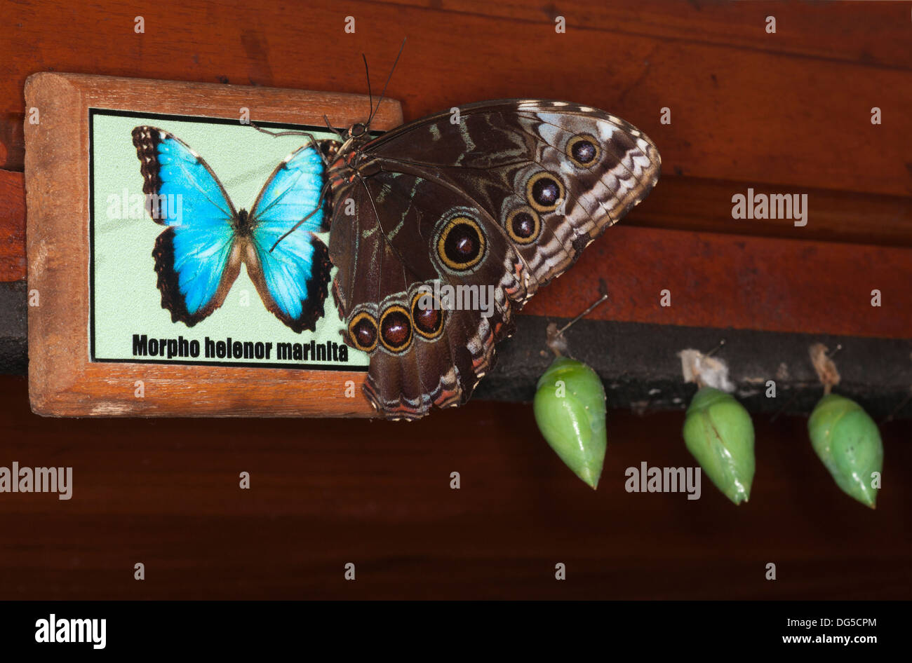 Mariposa azul morfo y crisálidas en signo interpretativo que muestra el nombre latino con género, especie y subespecie en el sistema linneo de nomenclatura Foto de stock