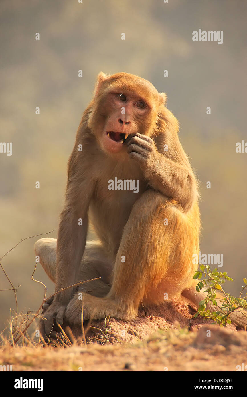 Retrato de primer plano de mono desconchador. Los macacos de Rhesus también  se conocen como ladrones de mono Fotografía de stock - Alamy
