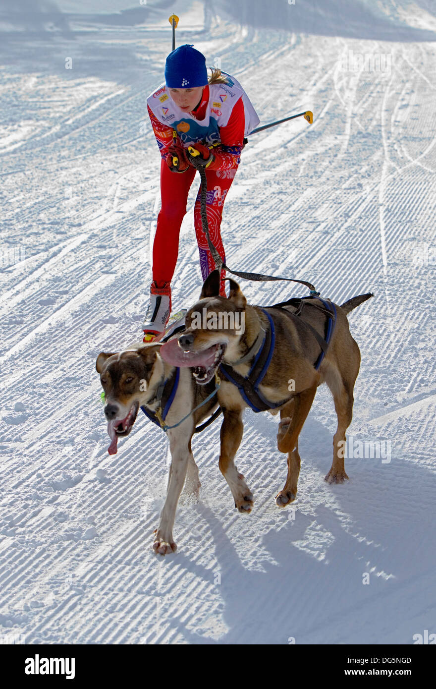 Pirena. skijorer. Carrera de perros de trineo en los Pirineos pasando por España, Andorra y Francia. Foto de stock