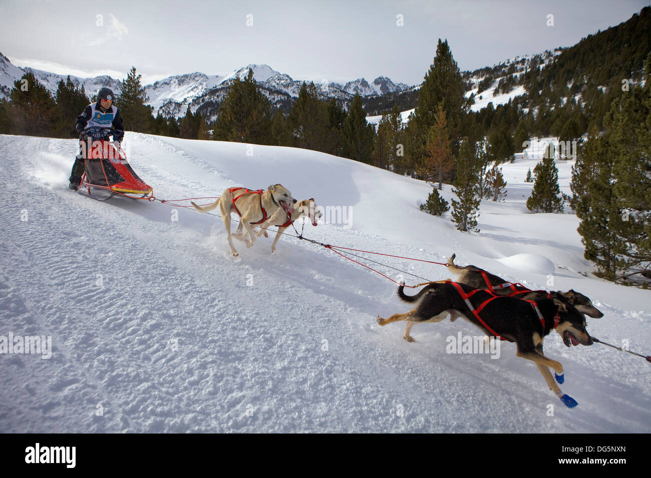 Pirena. Carrera de perros de trineo en los Pirineos pasando por España,  Andorra y Francia. Grandvalira. Andorra Fotografía de stock - Alamy