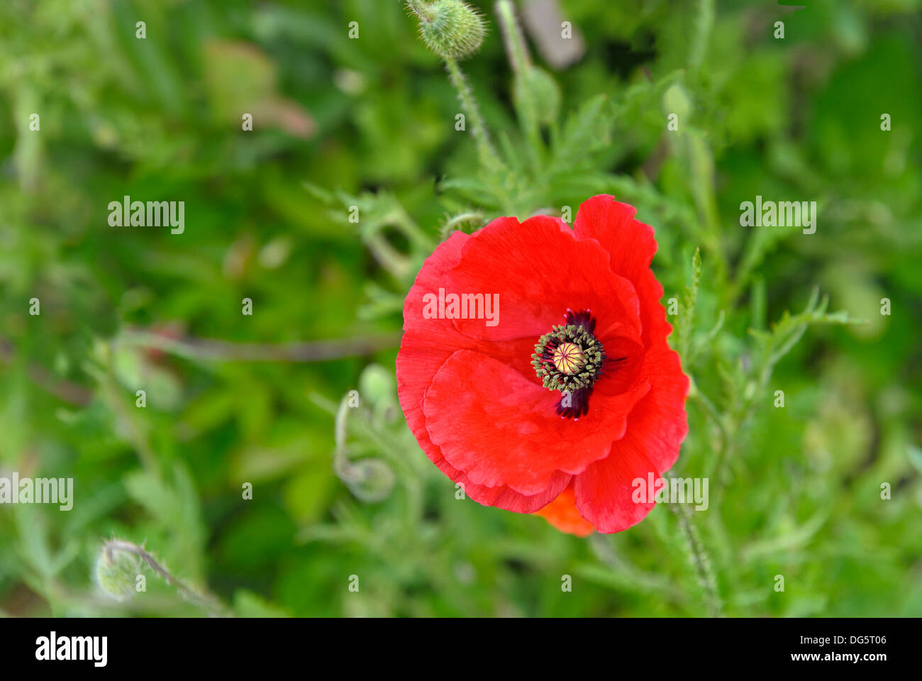 Rojo Amapola Papaver rhoeas spring garden meadow macro cierre maíz Flandes amapola AMAPOLA amapola Shirley recuerdo el día de los Veteranos Foto de stock