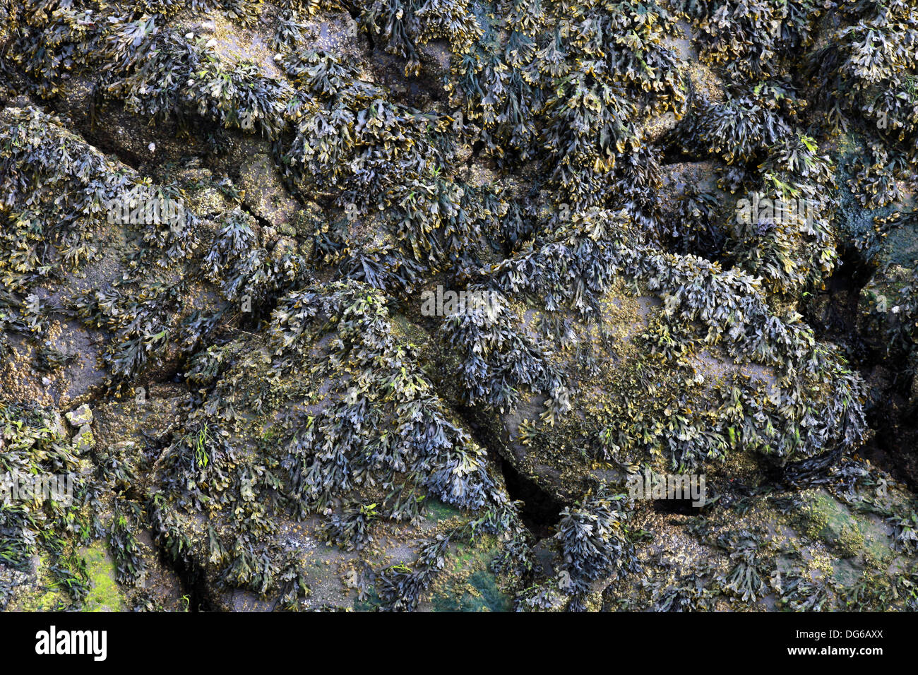 Rocas costeras húmedas con agua las plantas. Foto en primer plano de textura de fondo Foto de stock