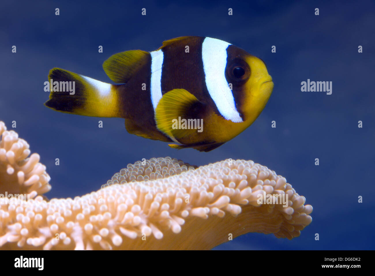 Mauricio, anemonefish amphiprion chrysogaster Foto de stock