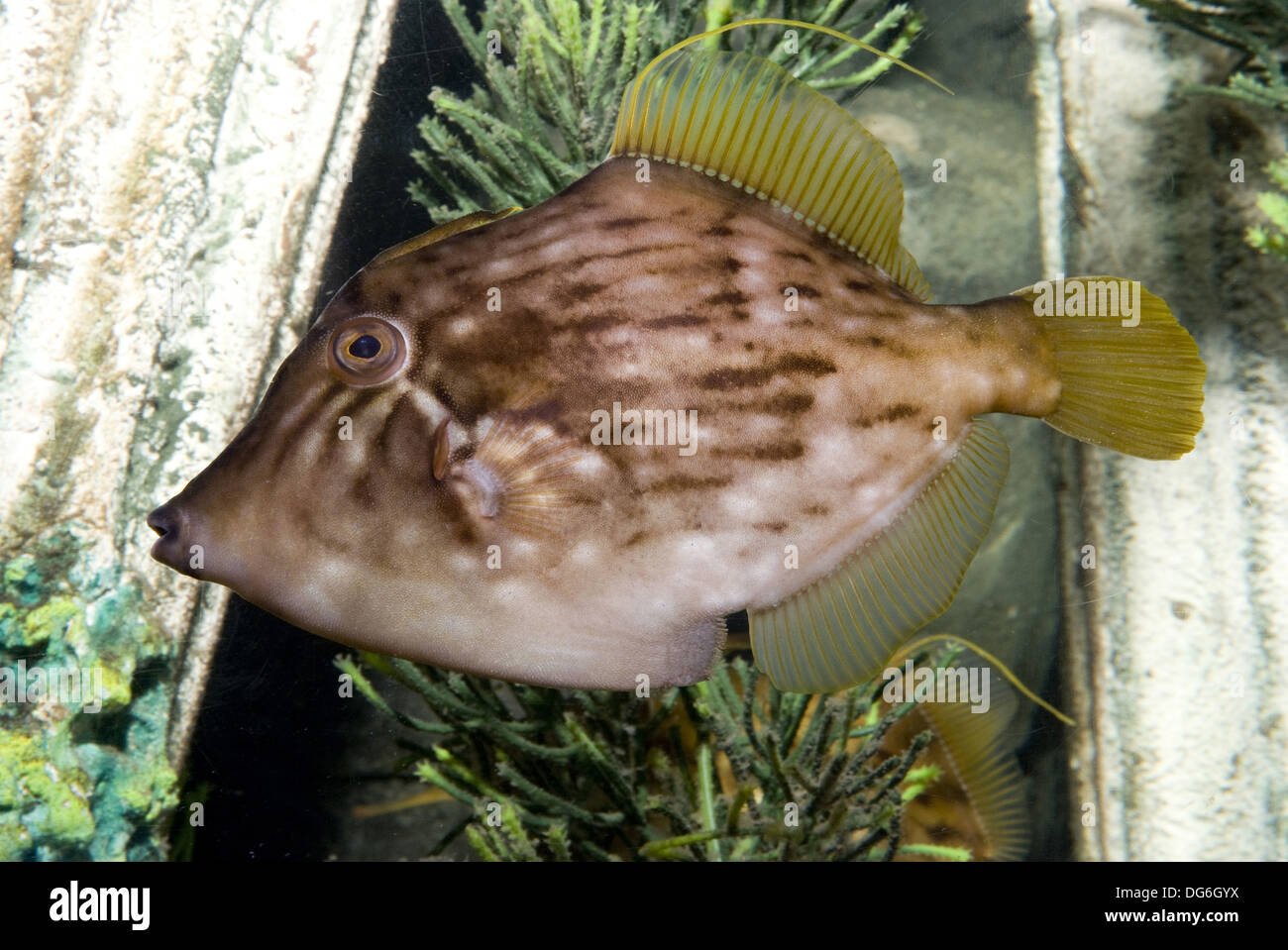 Planehead filefish, stephanolepis hispidus Foto de stock