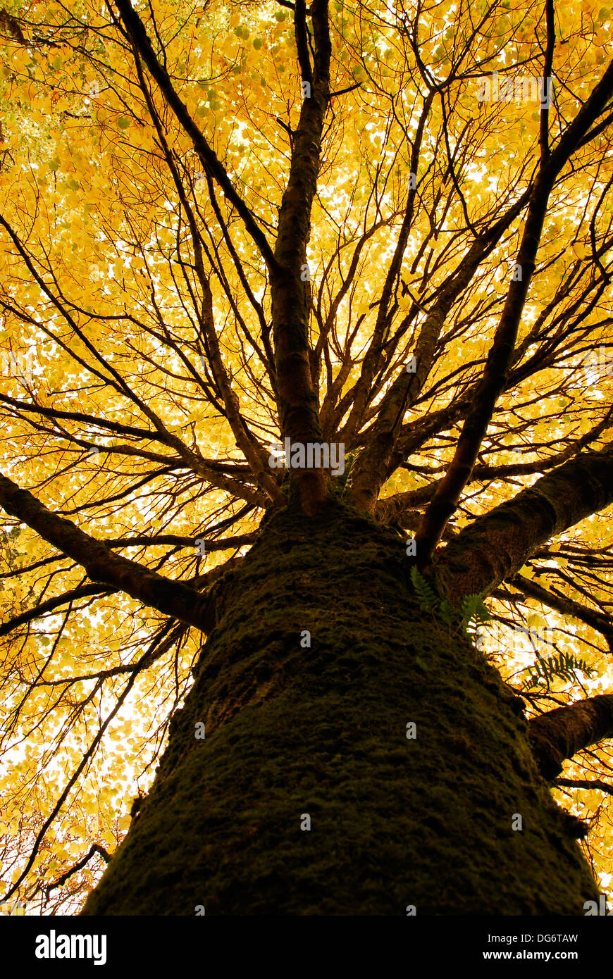 Colorido árbol de otoño en un día luminoso Foto de stock