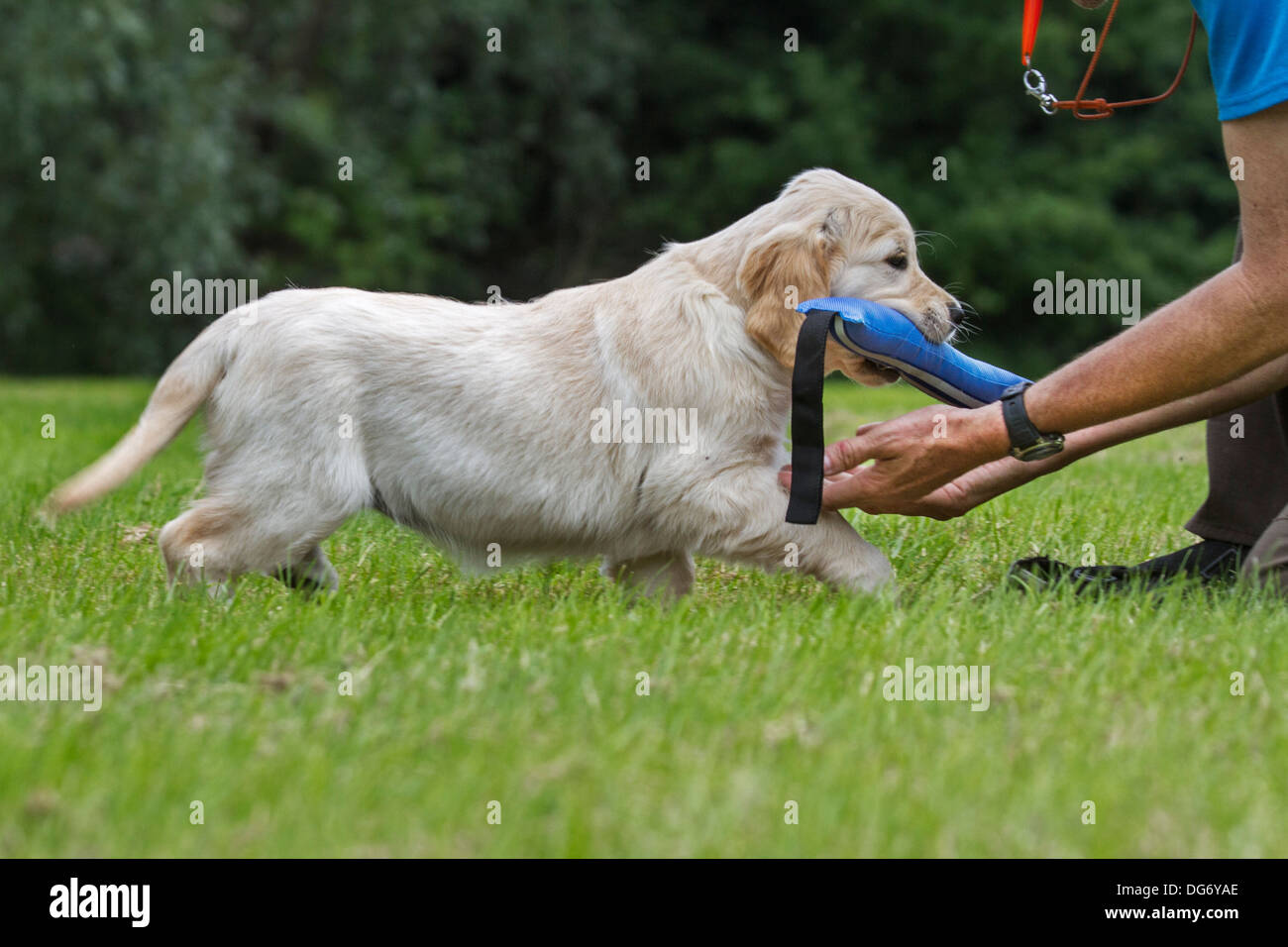 Golden retriever (Canis lupus familiaris) pup aprender a buscar en el jardín Foto de stock