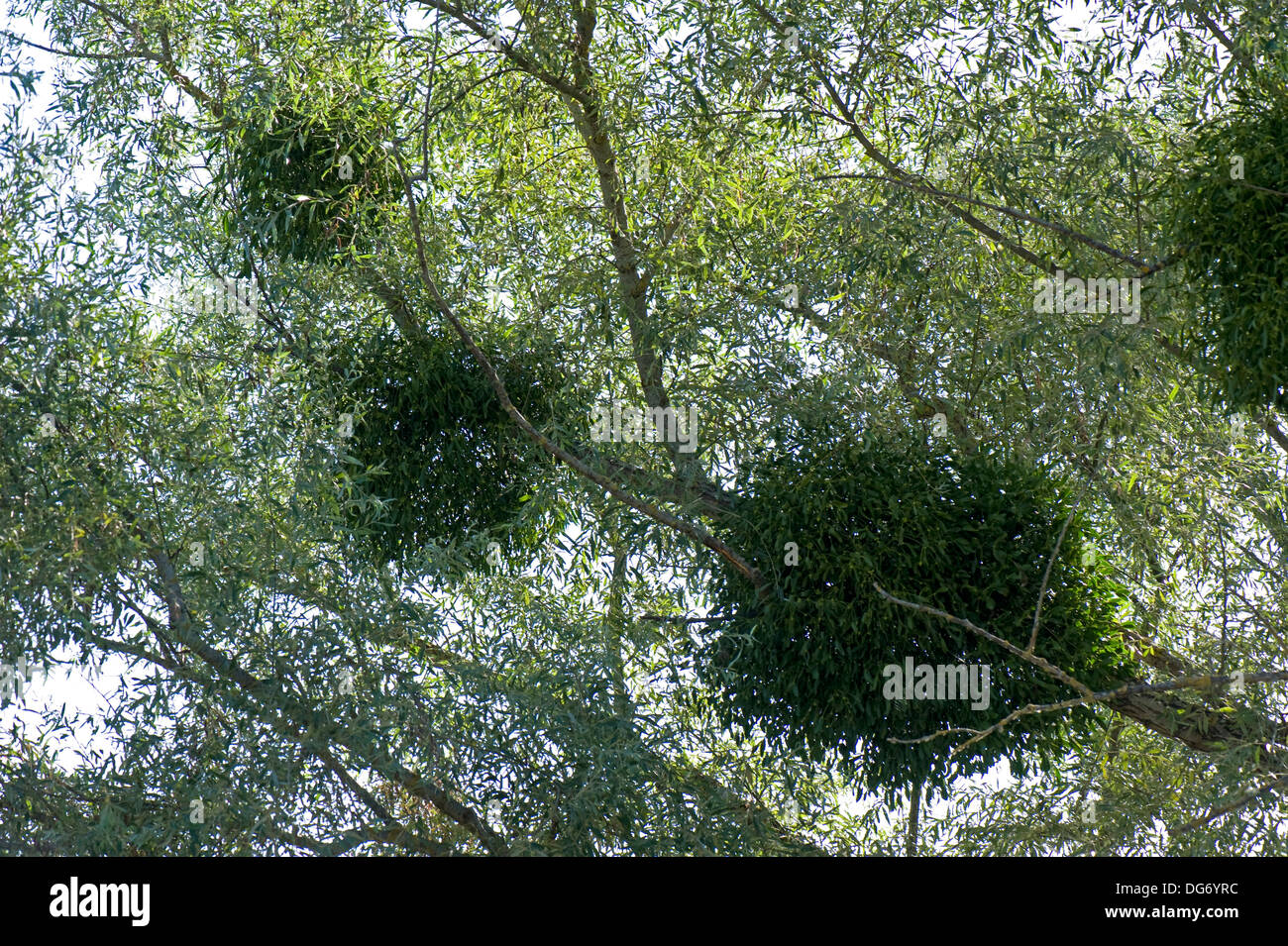 Unión muérdago, Viscum album, un hemi-parásito que crece en un árbol de sauce en las orillas del río Dordoña, Gironda, Francia Foto de stock