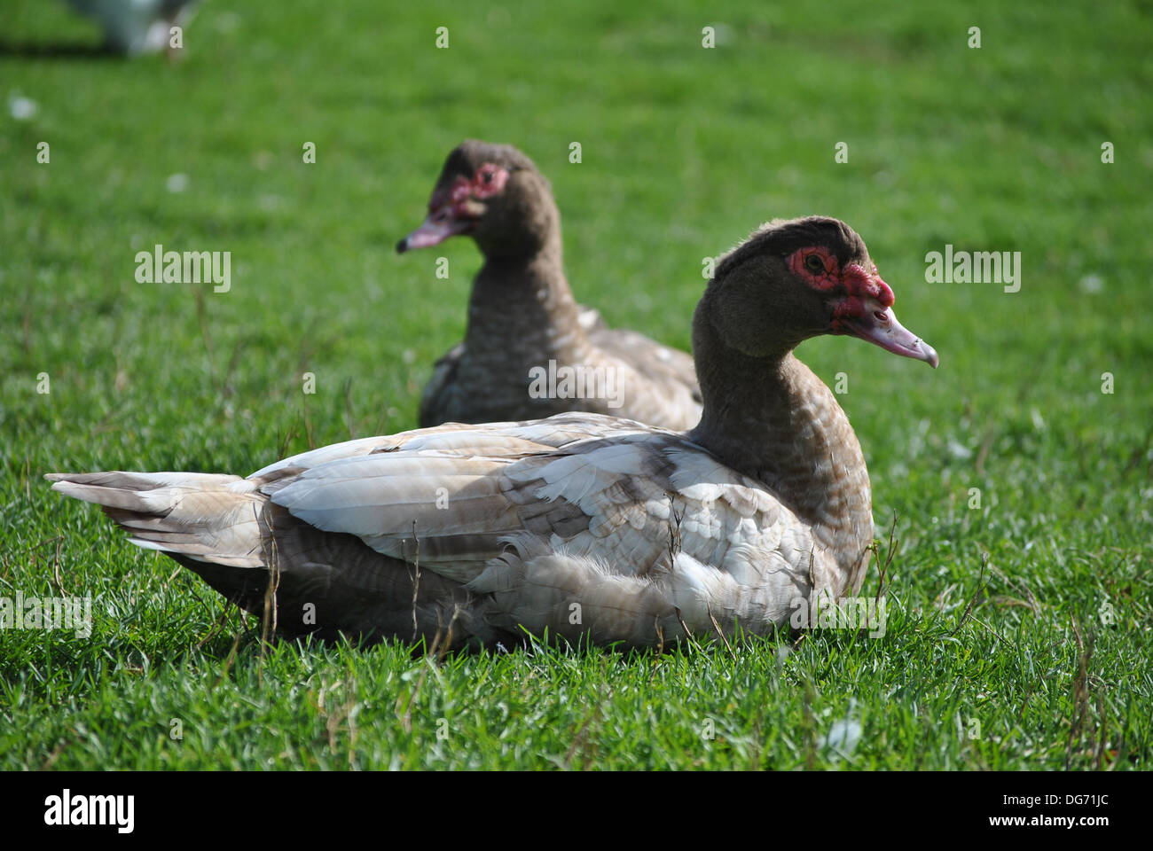 Una pareja de patos Muscovy en la pastura Foto de stock