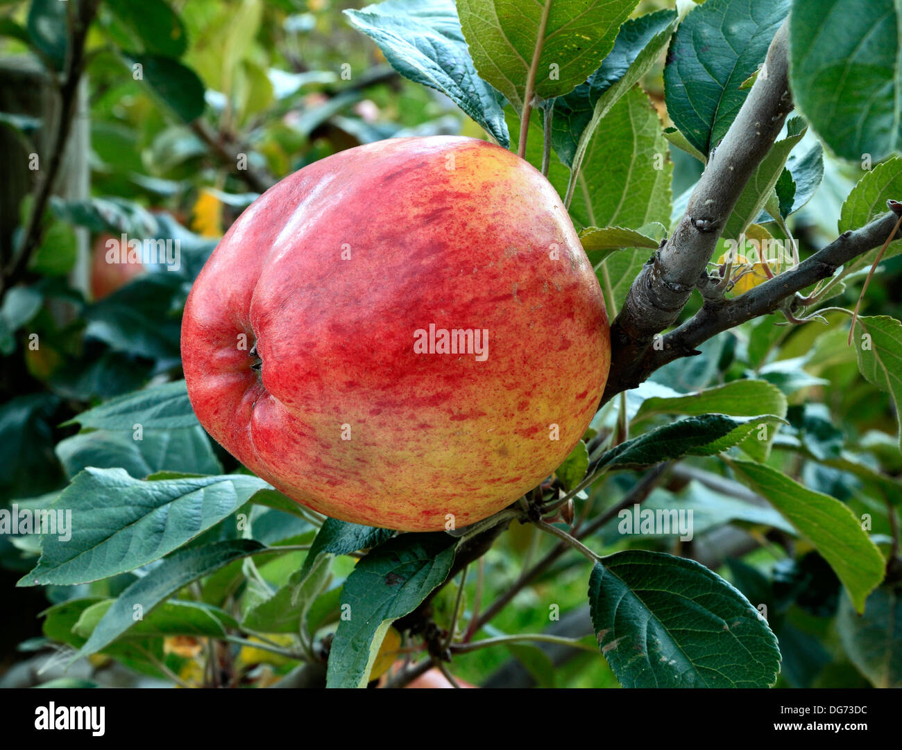 Apple 'Dr. Clifford', variedad culinaria, Malus domestica, diversas variedades de manzanas en el árbol creciente Foto de stock