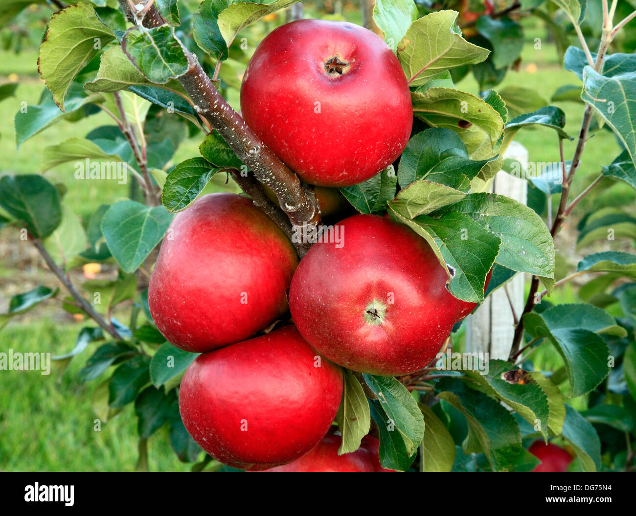 Apple 'héroe' Harling, Malus domestica, diversas variedades de manzanas en el árbol creciente Norfolk Inglaterra Foto de stock