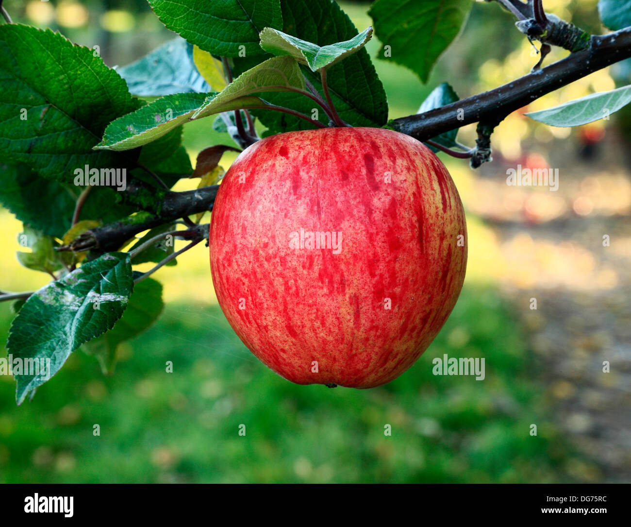 Apple 'Dr. Clifford', variedad culinaria, Malus domestica, diversas variedades de manzanas en el árbol creciente Foto de stock