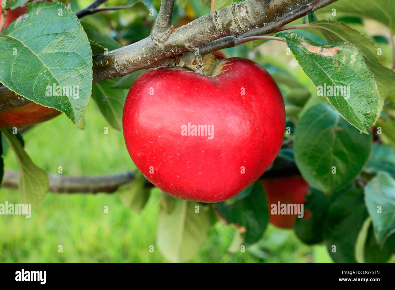 Apple 'héroe' Harling, Malus domestica, diversas variedades de manzanas en el árbol creciente Norfolk Inglaterra Foto de stock
