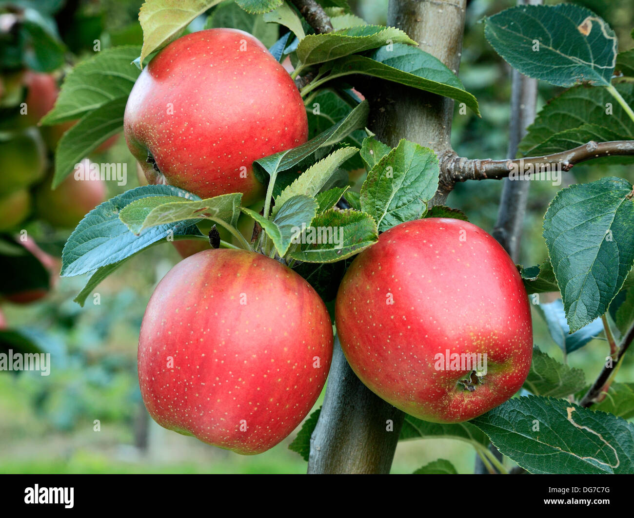 Apple 'Baxter's Pearmain', Malus domestica, diversas variedades de manzanas en el árbol creciente Norfolk Inglaterra Foto de stock