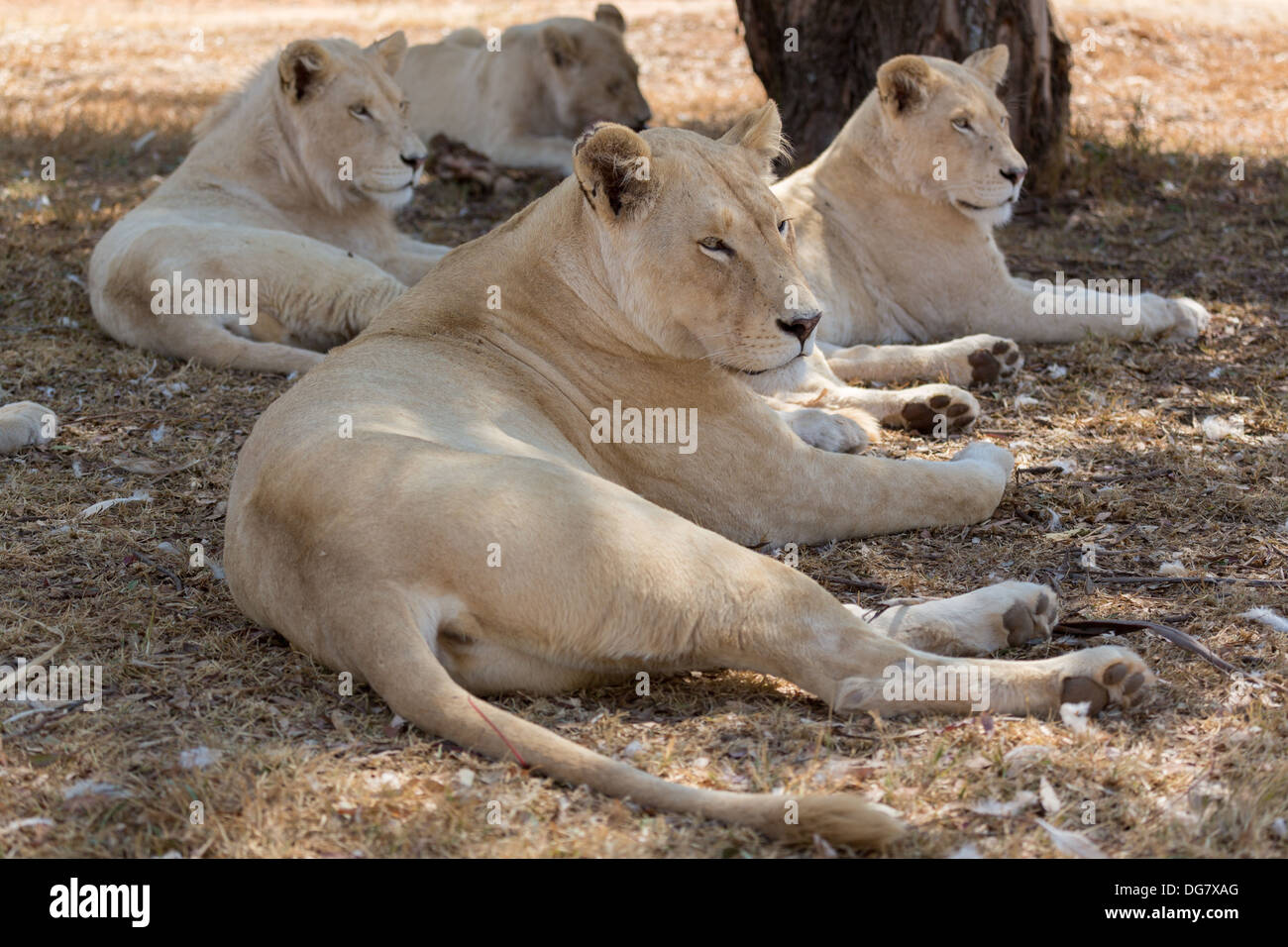 Una pequeña familia de leones blancos indígenas de Sudáfrica Fotografía de  stock - Alamy