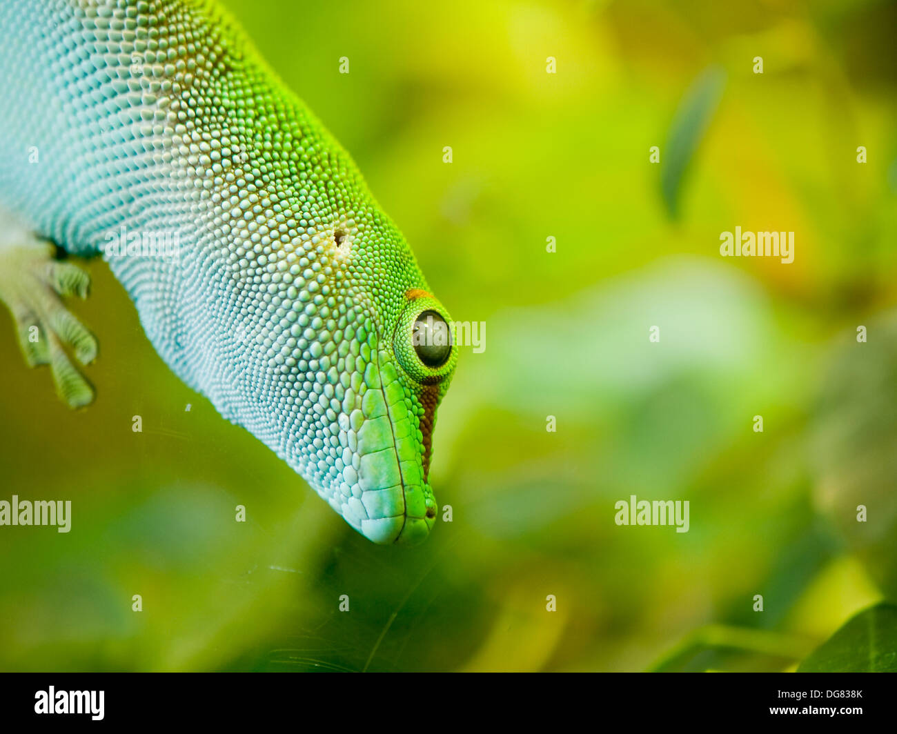 Giant day gecko (Phelsuma madagascariensis grandis) sentado sobre vidrio Foto de stock