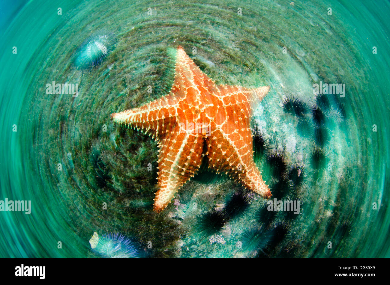 Starfish underater Motion picture borrosa buzios isla Ilhabela, Sao Paulo, Brasil. Foto de stock