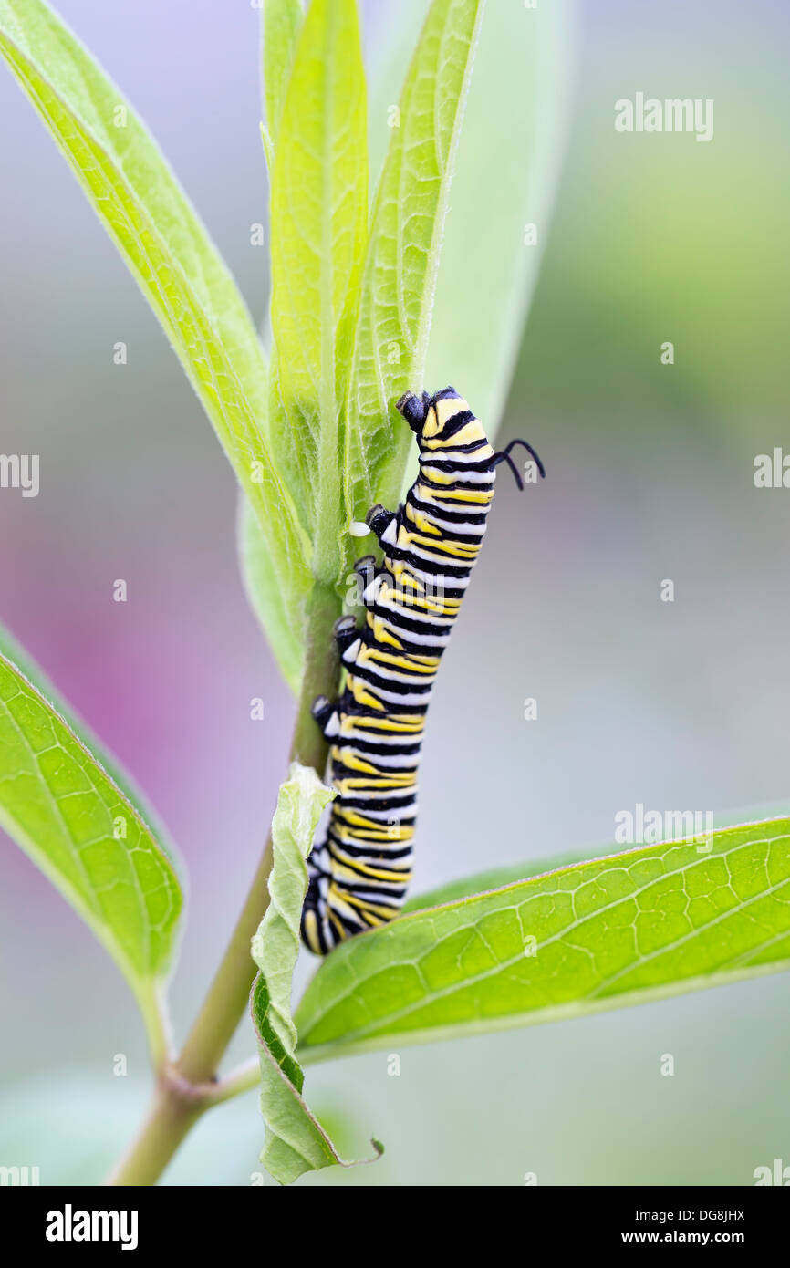 La oruga de la mariposa monarca (Danaus plexippus) en la hoja Foto de stock