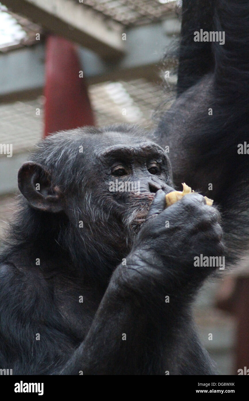Los chimpancés son uno de los grandes simios y son uno de nuestros parientes más cercanos en el reino animal. Foto de stock