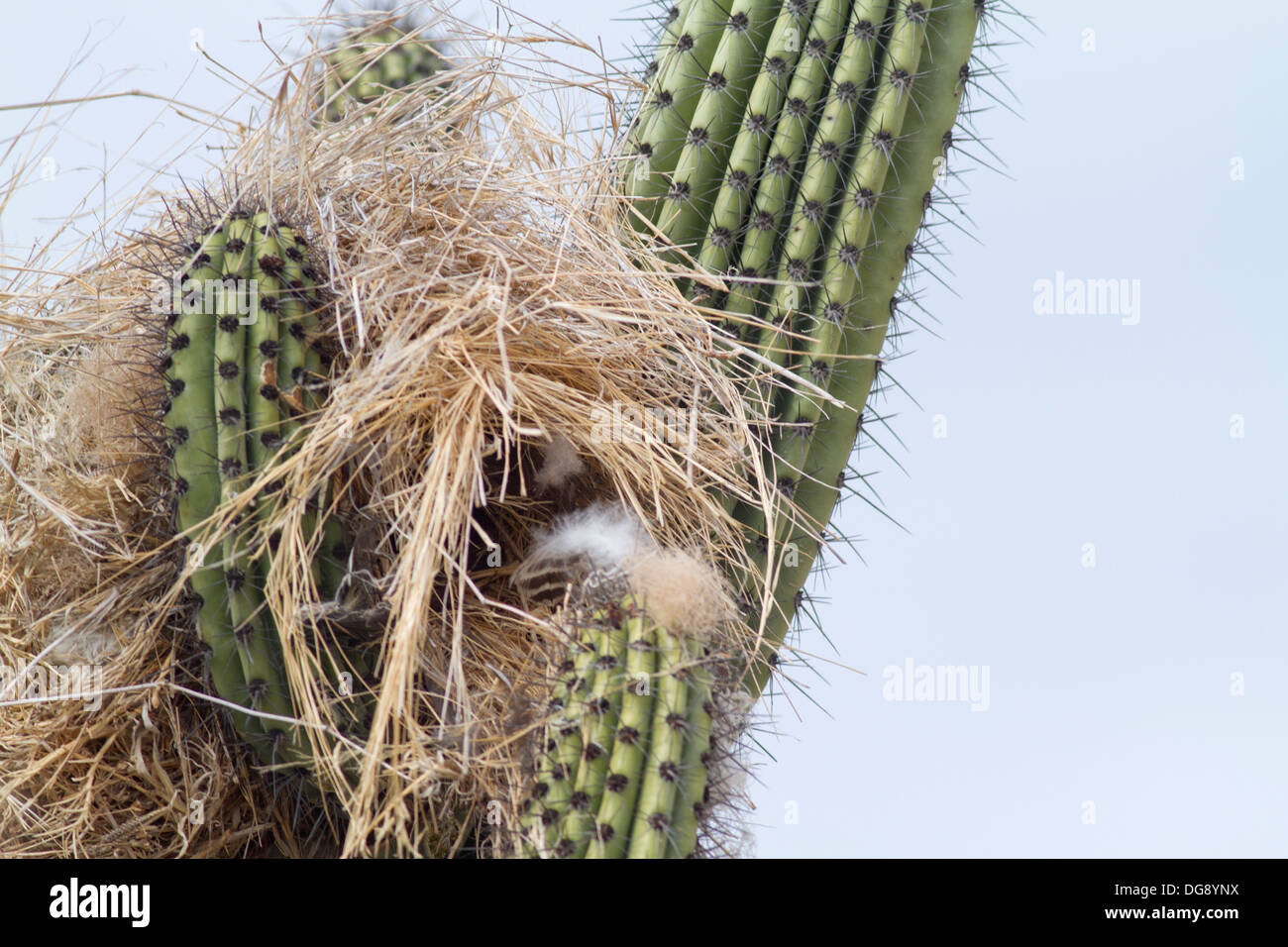 Cactus Wren construir nido alto en un cactus de protección.(Campylorhynchus brunneicapillus).Los Cabos, México Foto de stock
