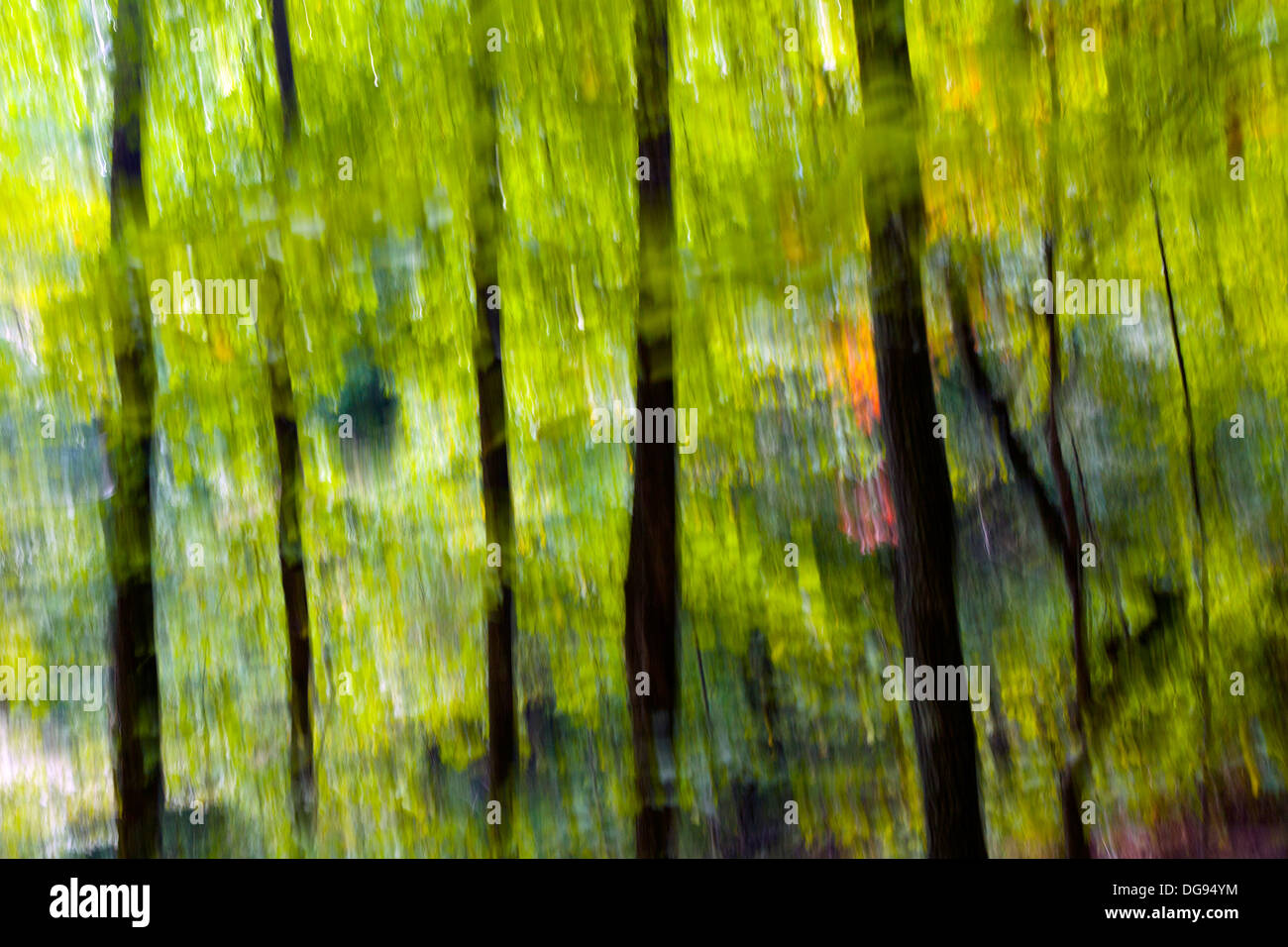 Árbol abstracto desenfoca en Coontree Trail - Bosque Nacional Pisgah - cerca de Brevard, Carolina del Norte, EE.UU. Foto de stock