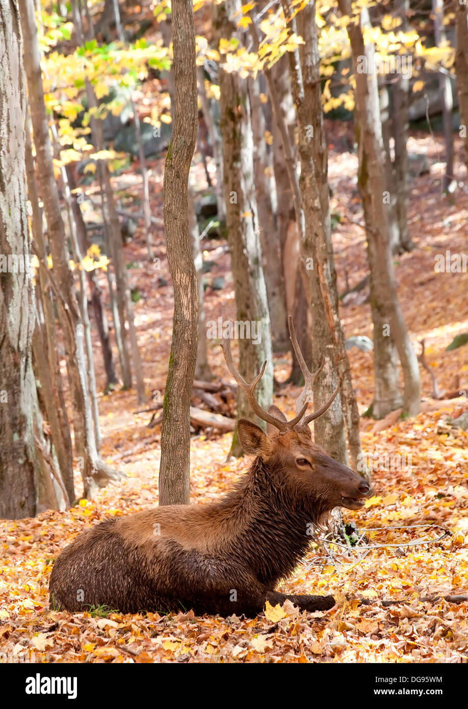 Un macho de Elk está tumbado en el bosque en un día de otoño. Foto de stock