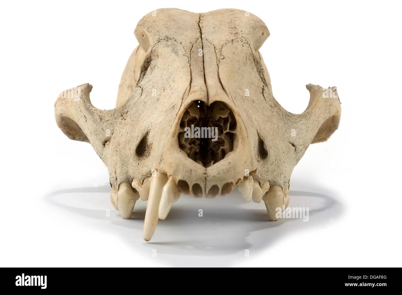 Cráneo de perro Fotografía de stock - Alamy