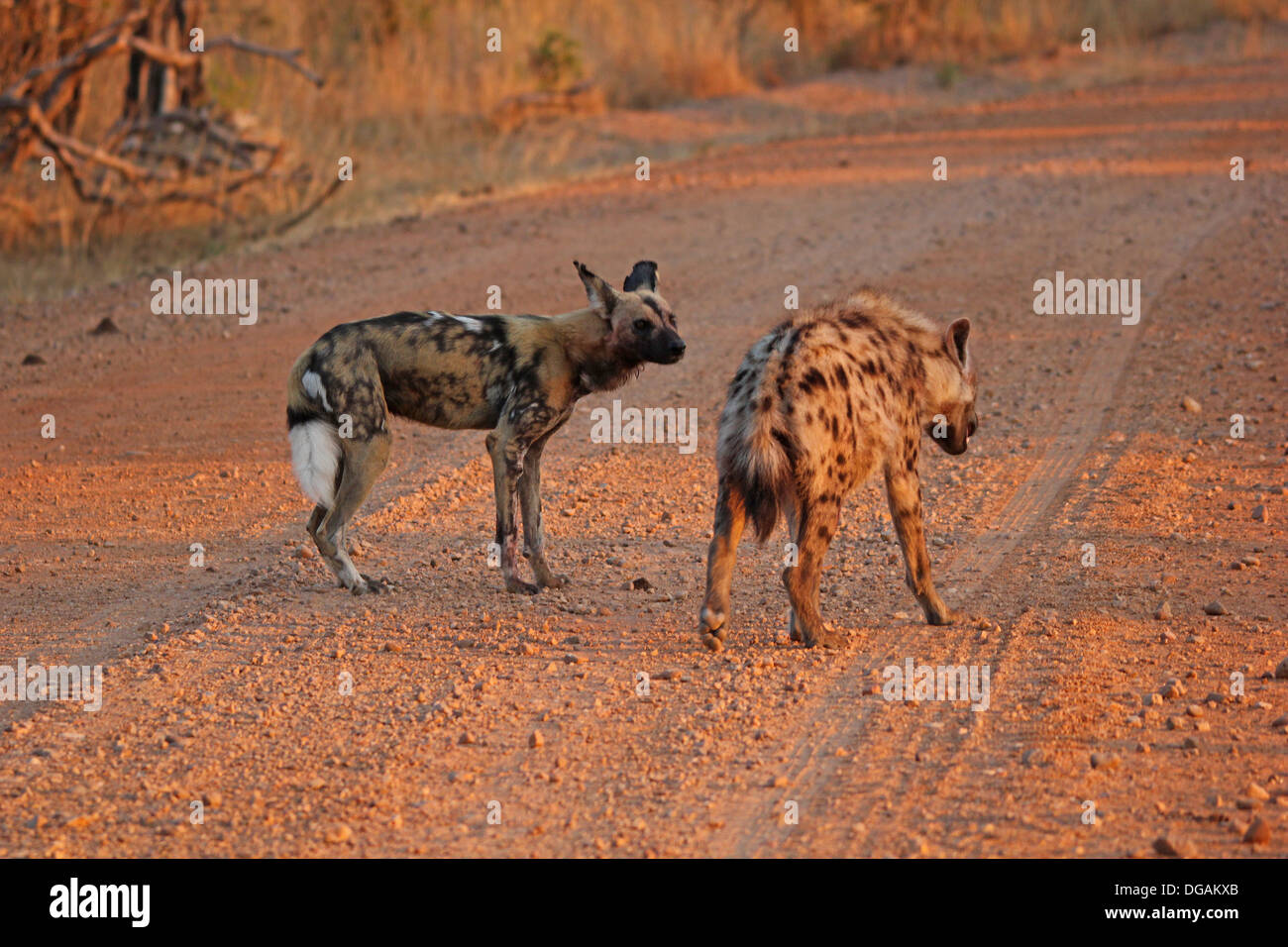 La hiena de la caza salvaje de perros Fotografía de stock - Alamy