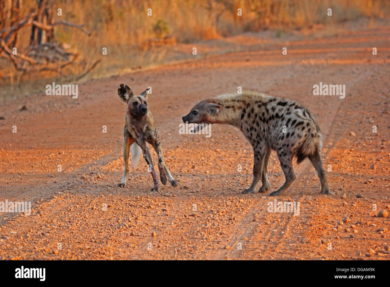 La hiena de la caza salvaje de perros Fotografía de stock - Alamy