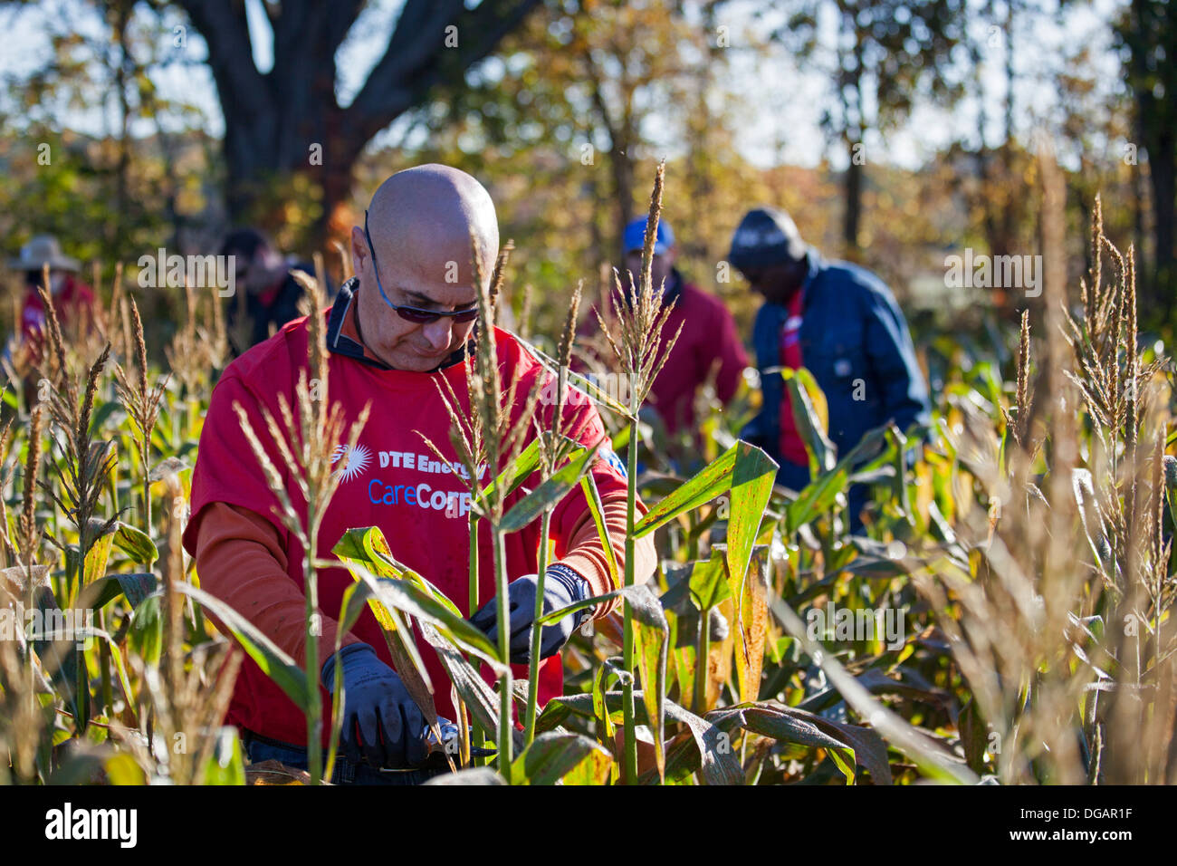 Los voluntarios trabajan en el campo de maíz para la caridad que distribuye alimentos a los hambrientos. Foto de stock