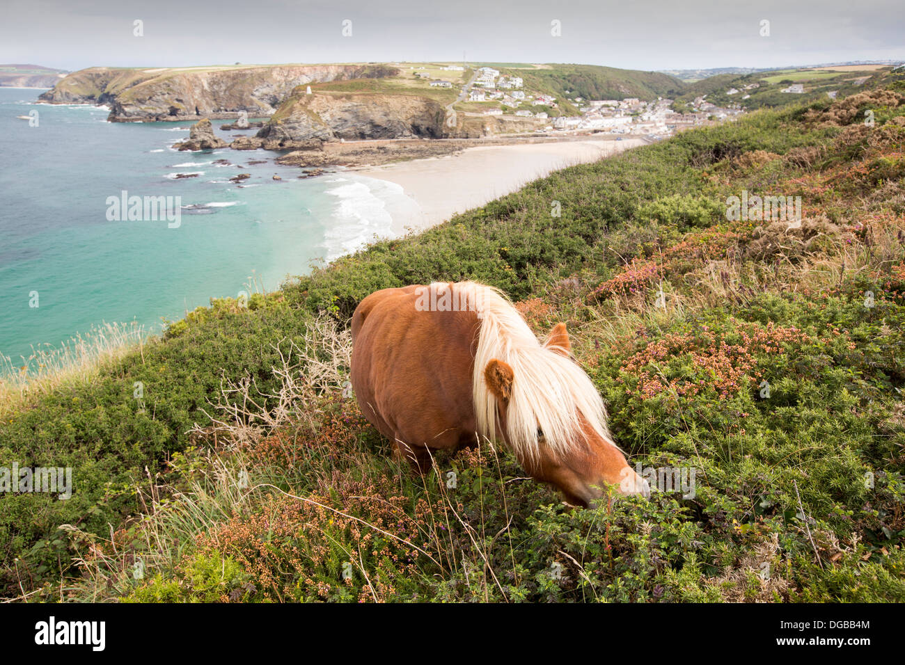 Ponis Shetland utilizada para el pastoreo de conservación para controlar el matorral de boj) invasivo páramos Portreath anteriormente en el norte de la costa de Cornualles, en el Reino Unido. Foto de stock