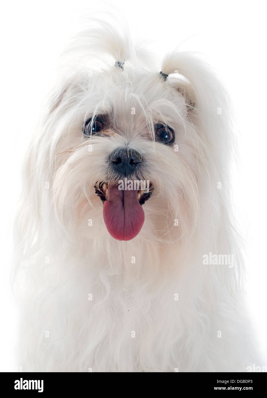 Perro maltés delante de un fondo blanco Foto de stock