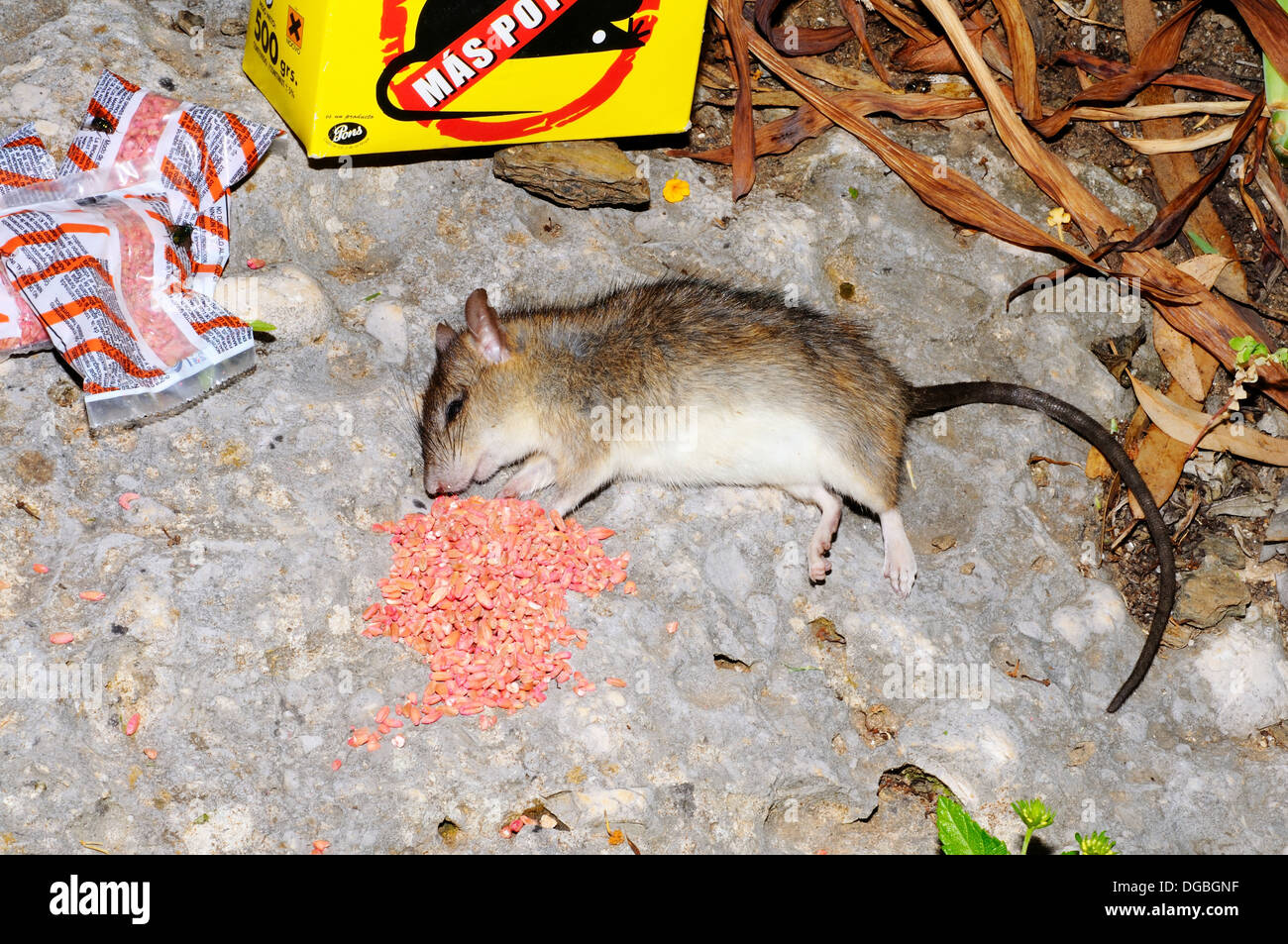 Caja de veneno para ratas españolas con veneno en maceta en primer plano,  Costa del Sol, Málaga, Andalucía, España, Europa Occidental Fotografía de  stock - Alamy