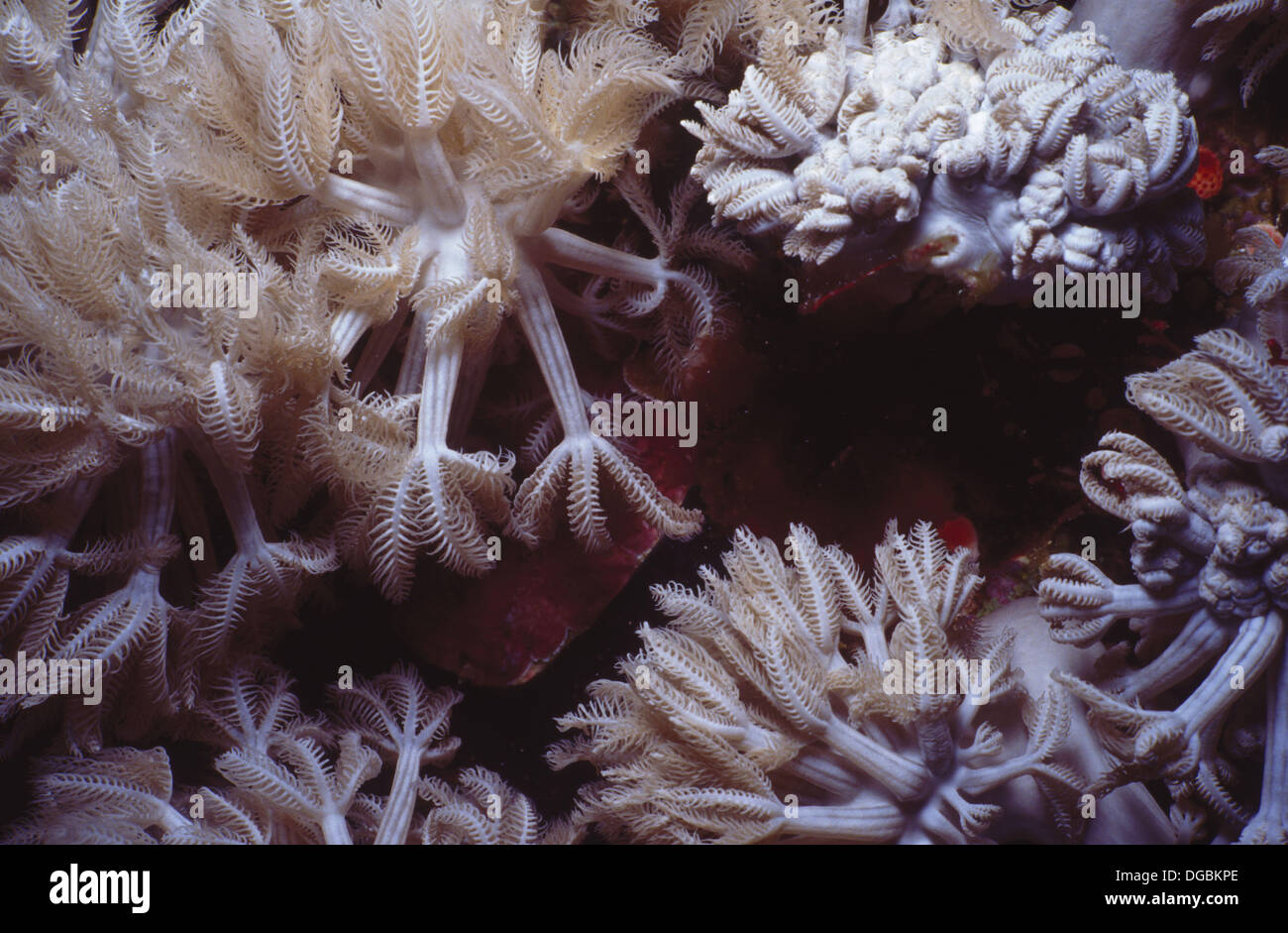 Los corales. Mar Rojo. Sharm El Sheik. Egipto. Foto de stock