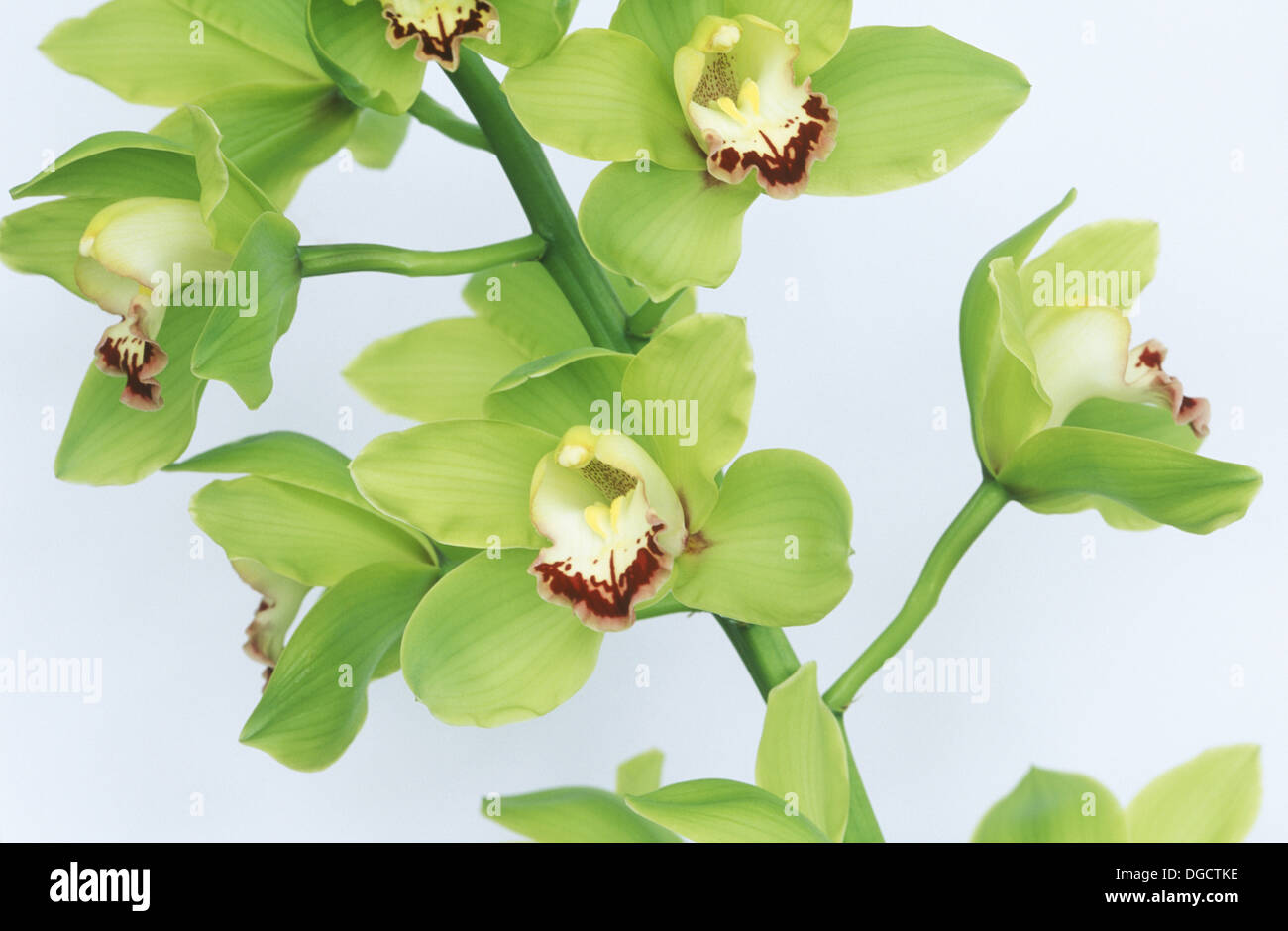 Flor, especies de orquídeas Cymbidium, Hyprid Fotografía de stock - Alamy