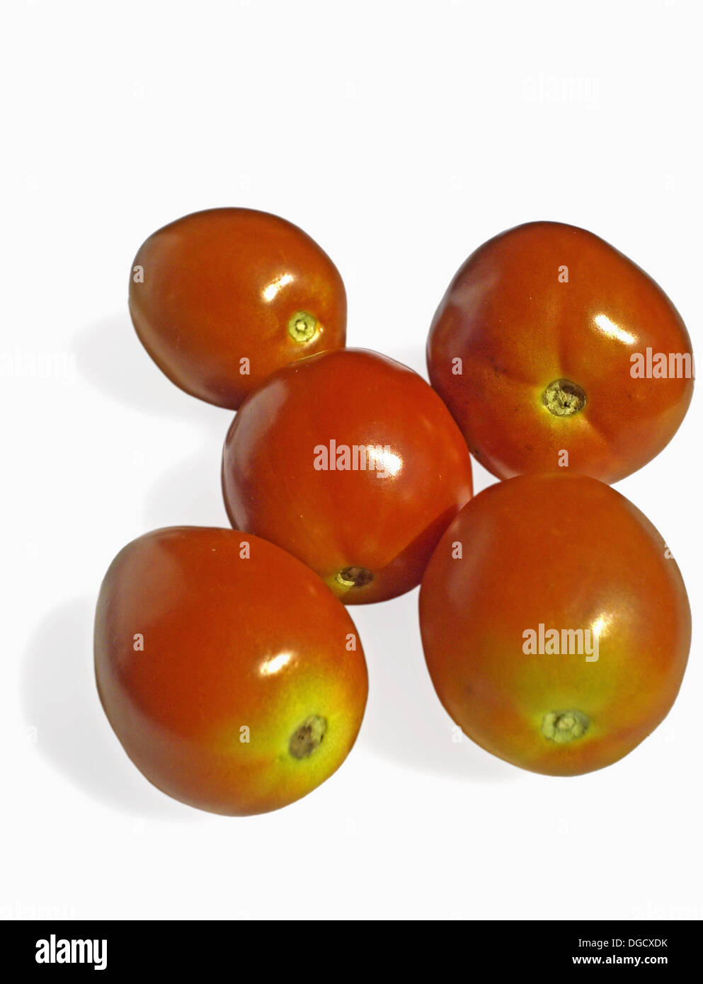 Como Se Dice Naranja En Inglés Tomato Lycopersicon Esculentum Scientific Fotos e Imágenes de stock - Alamy