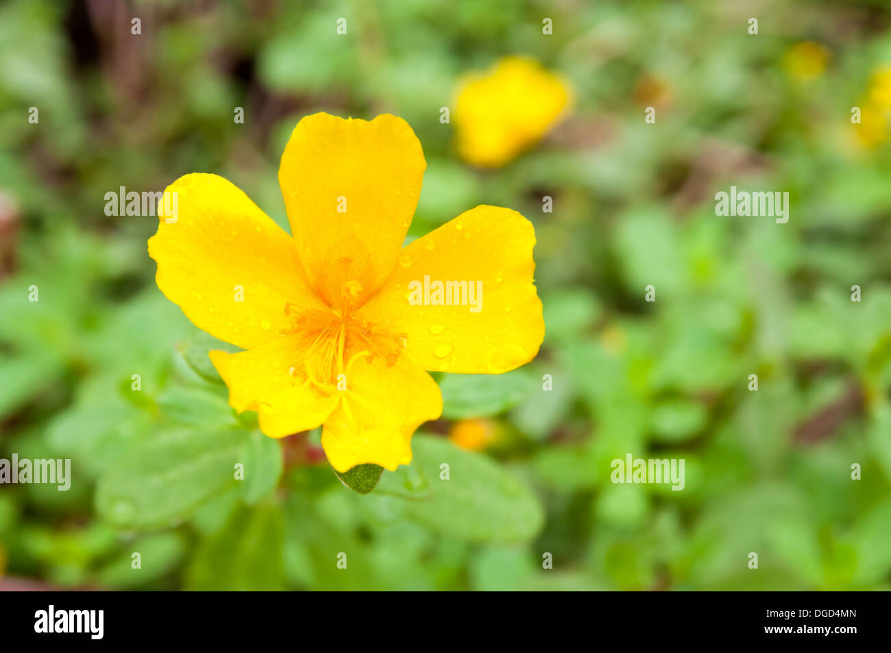 El primer plano de una flor amarilla flor con gota de rocío Foto de stock