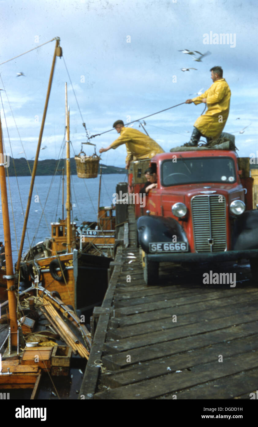 1960, los pescadores de monos amarillos traer las capturas locales, Atlantic arenques en cubos en el camión que espera en el muelle de madera o embarcadero, las Tierras Altas de Escocia, Reino Unido. Foto de stock