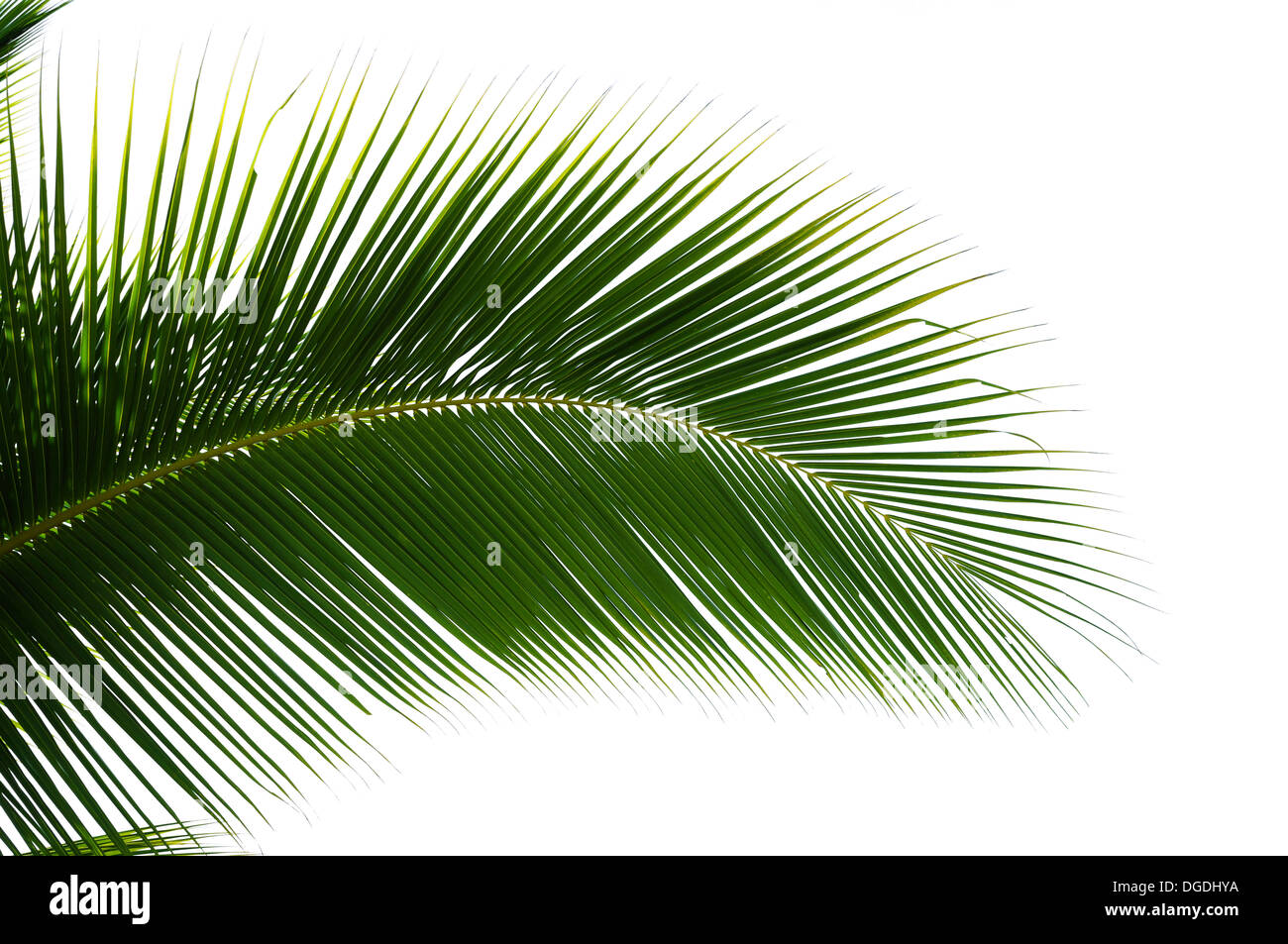 Hojas de palmera de coco aislado sobre fondo blanco. Foto de stock