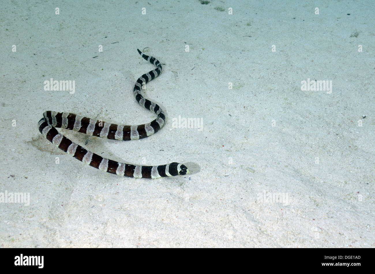 Rayas Laticauda colubrina, serpiente de mar, Piscine Naturelle, D'Oro Bay, Iles des Pins, Nueva Caledonia, Pacífico Sur Foto de stock