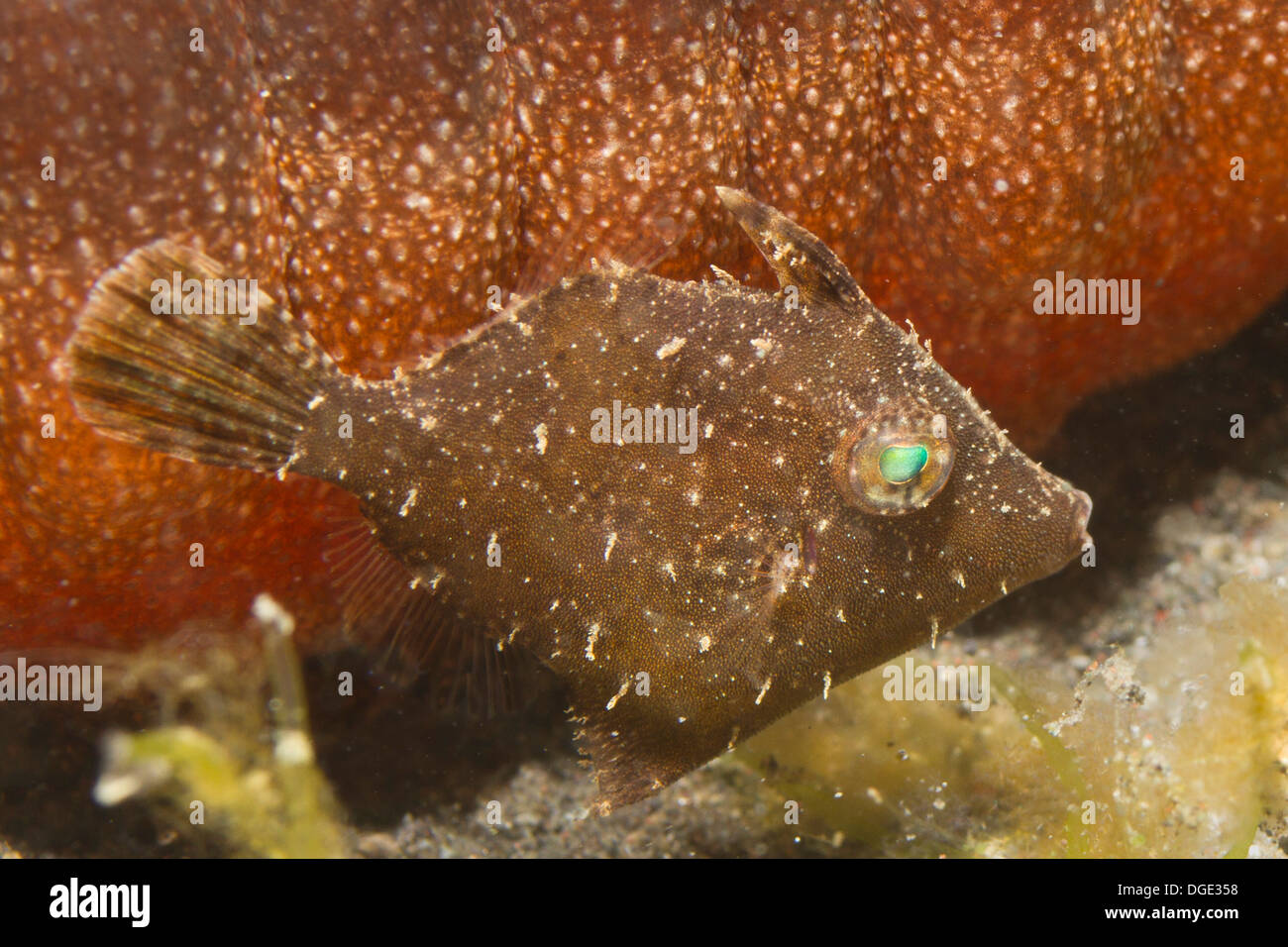Diminutos FIlefish menores intenta h ide asumiendo la coloración y nadar cerca de un pepino de mar.(Acreichthys sp). Foto de stock