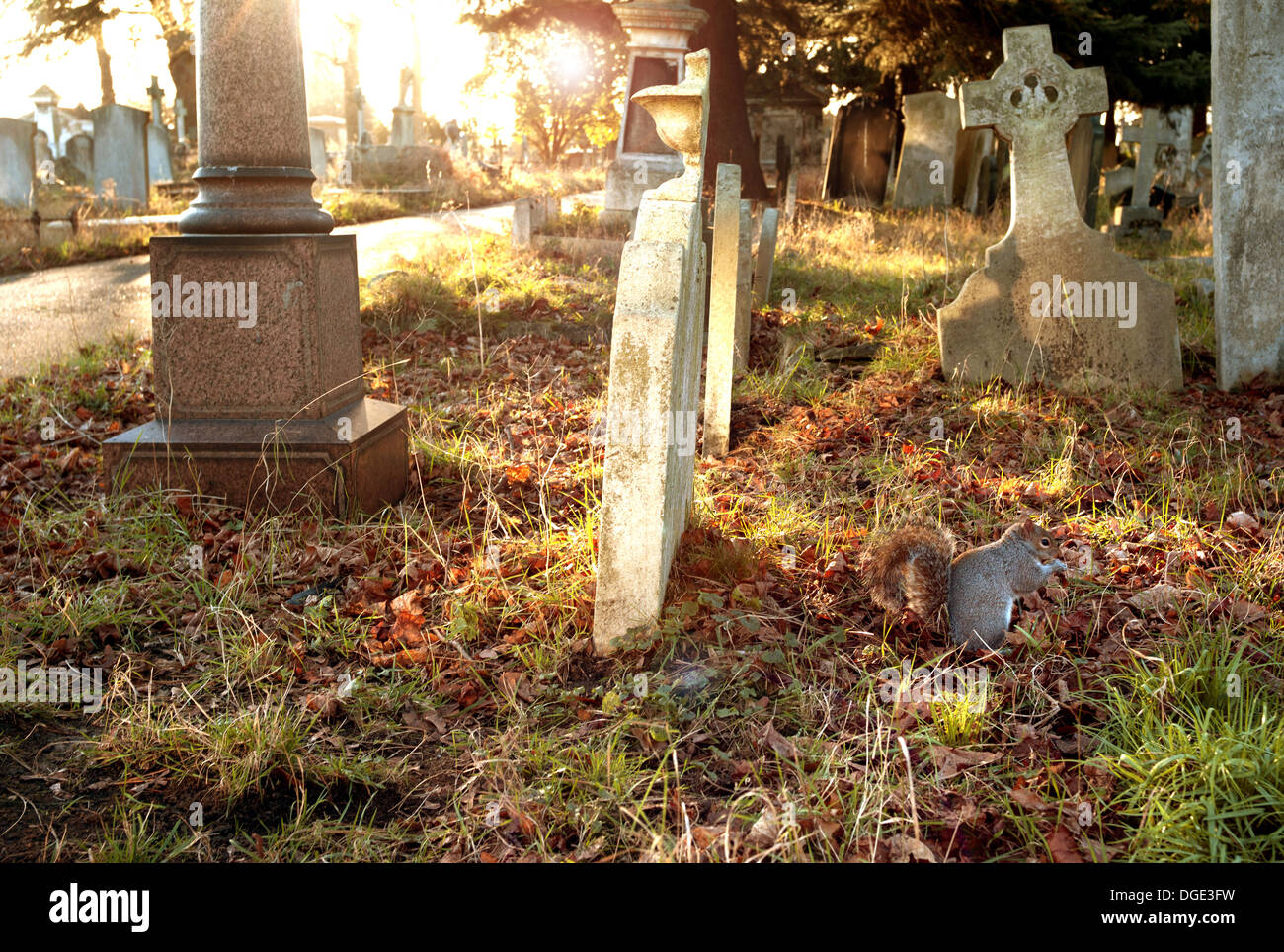 La ardilla en el cementerio de Brompton Road, Londres Foto de stock