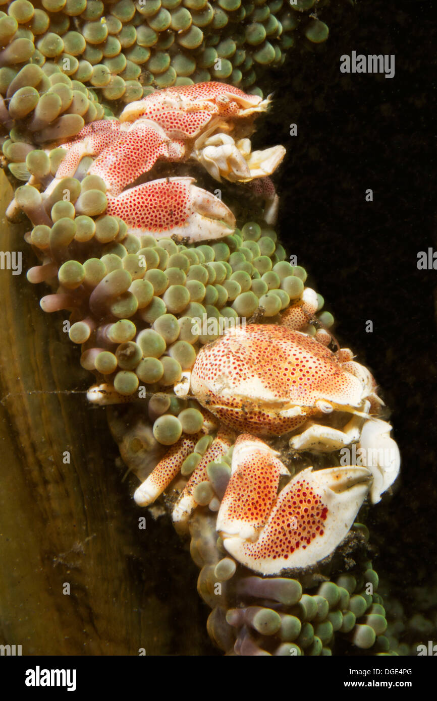 Par de cangrejos de porcelana moteado viven en un magnifico anémona de mar.(Neopetrolisthes maculatus).estrecho de Lembeh,Indonesia Foto de stock