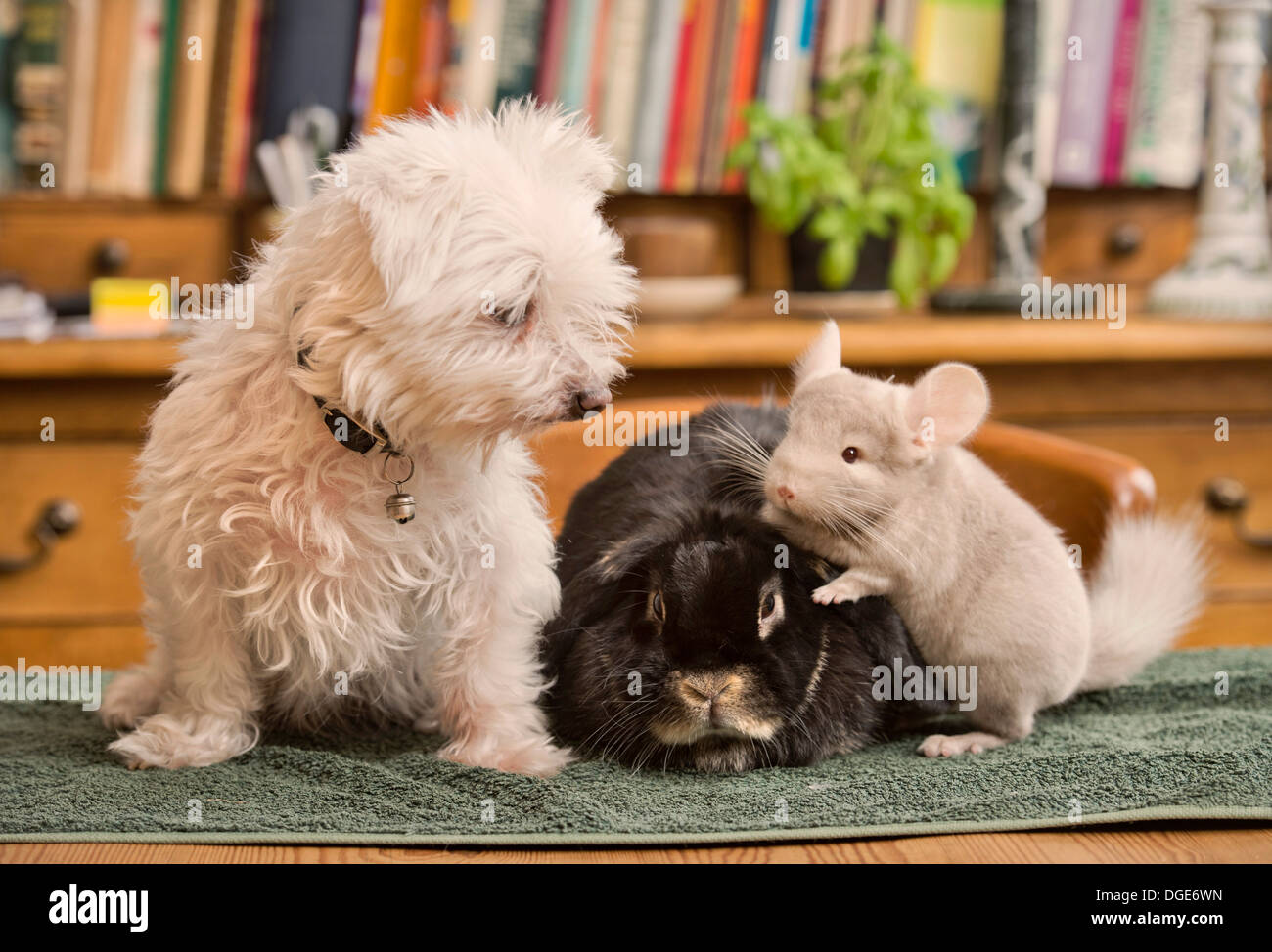 Un maltés perro mascota con un conejo y chinchilla en un hogar UK Foto de stock