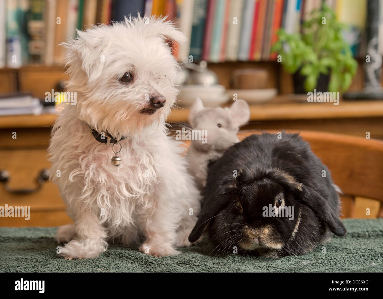 Un maltés perro mascota con un conejo y chinchilla en un hogar UK  Fotografía de stock - Alamy