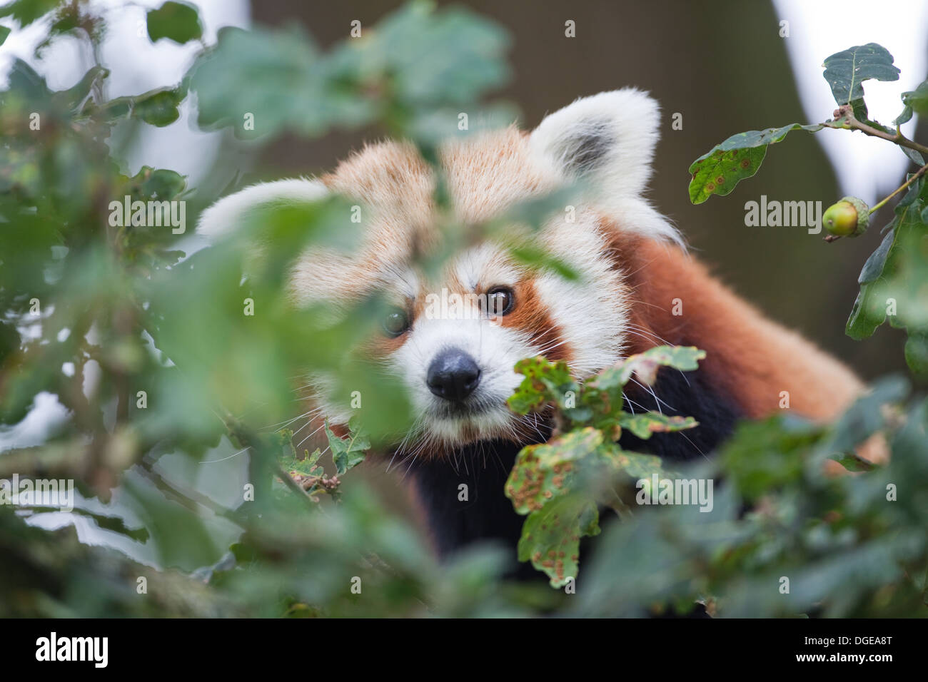 Rojo o Panda menor (Ailurius fulgens). Mirando a través del follaje de árboles de roble. Whipsnade Zoo. Inglaterra. En el Reino Unido. Foto de stock