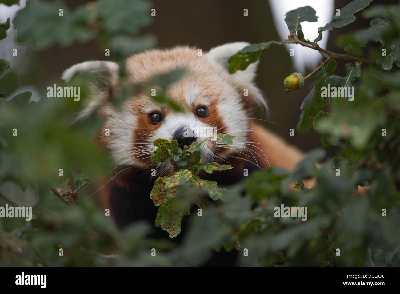 Rojo o Panda menor (Ailurius fulgens). Mirando a través del follaje de árboles de roble. Foto de stock